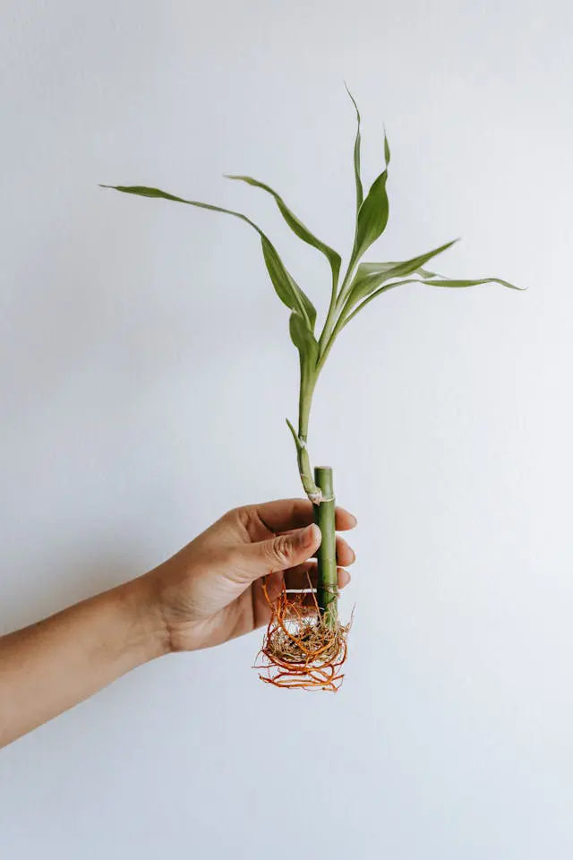 How To Propagate Bamboo Cuttings