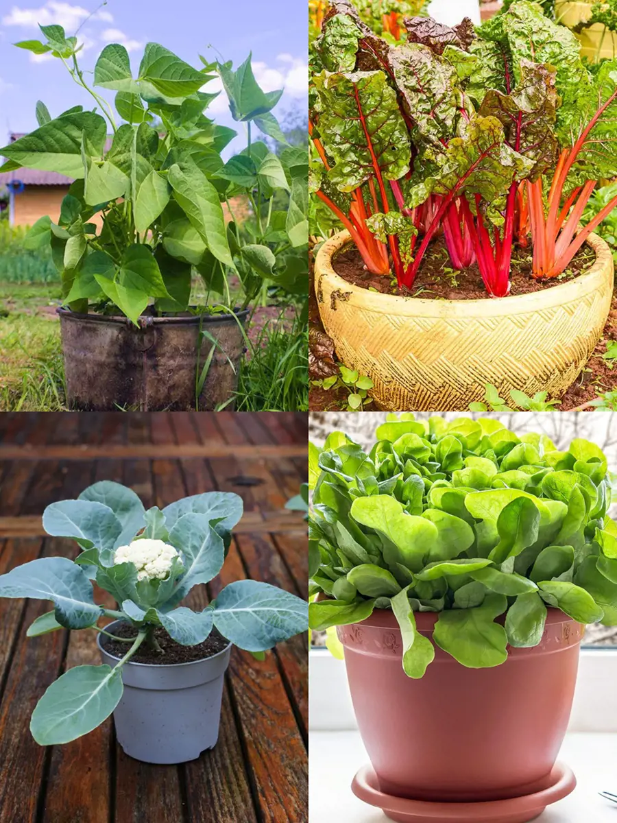 20 Easiest Vegetables To Grow In Pots
