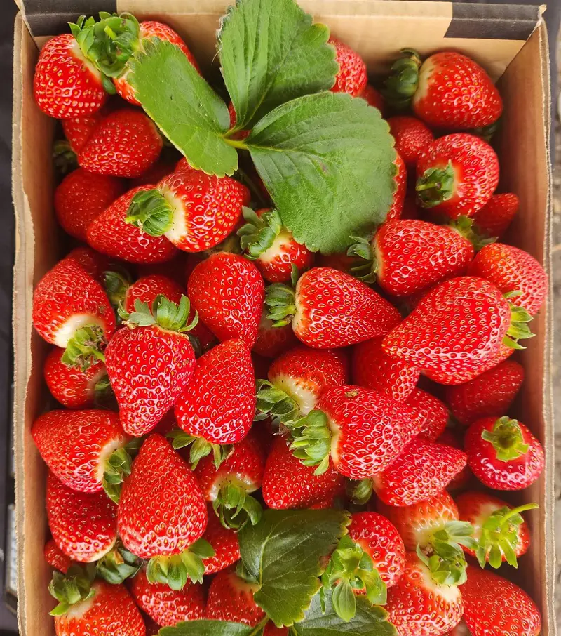 How To Store Strawberries So They Last Longer