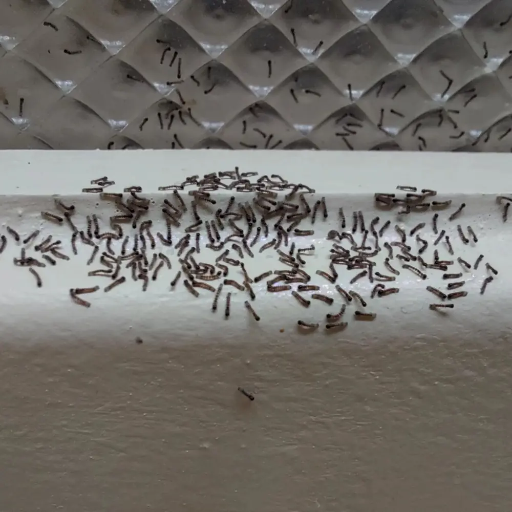 20 Tiny Bugs In Your House And How To Get Rid of Them