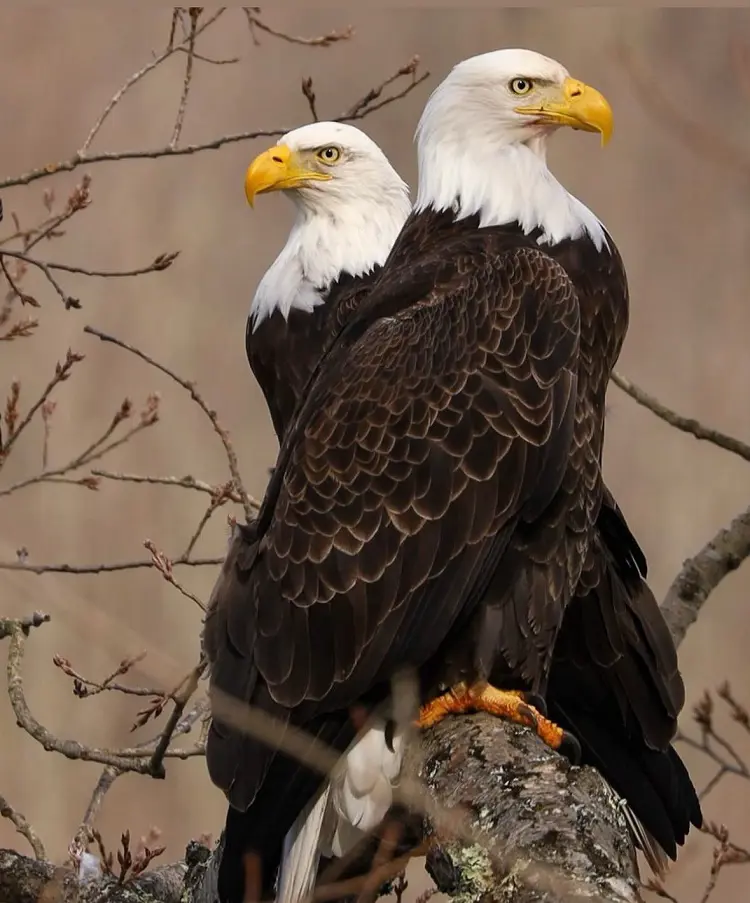Bald Eagle Size, Habitat, Diet And Behaviour