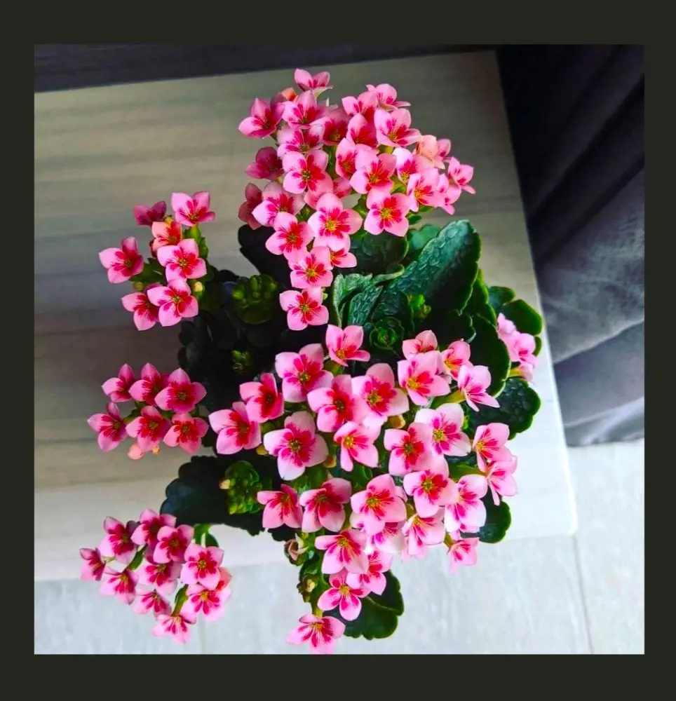 Kalanchoe Plant Care and Growing Guide
