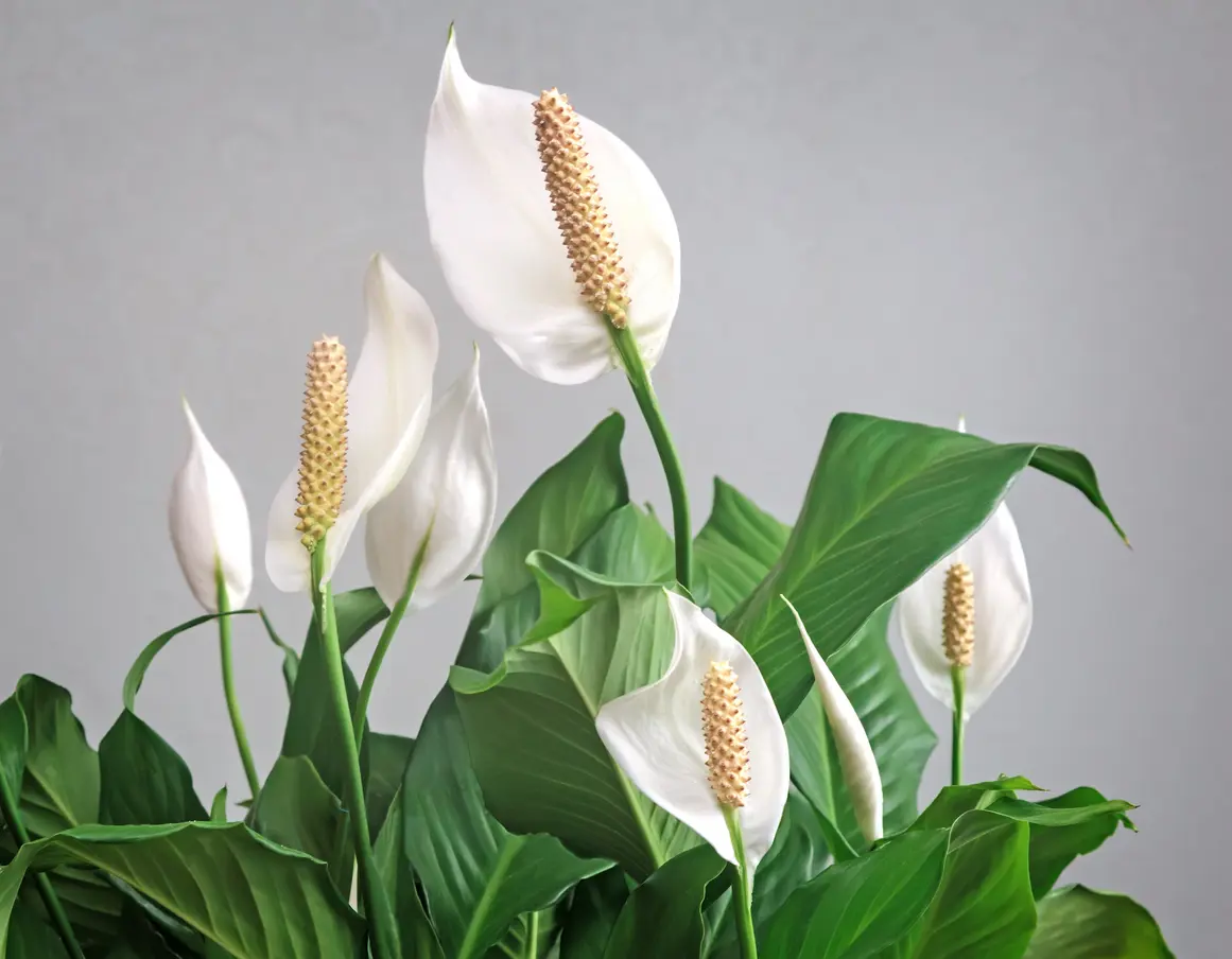 How to Plant, Grow and Care for Peace Lily