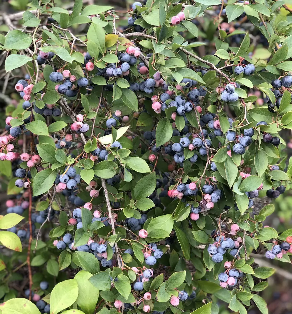 15 Blueberry Companion Plants & What To Avoid