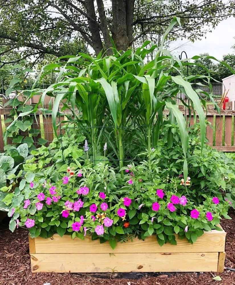Best Companion Plants To Grow With Corn
