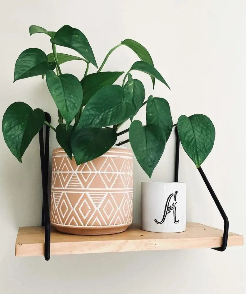 How To Propagate Pothos Plants
