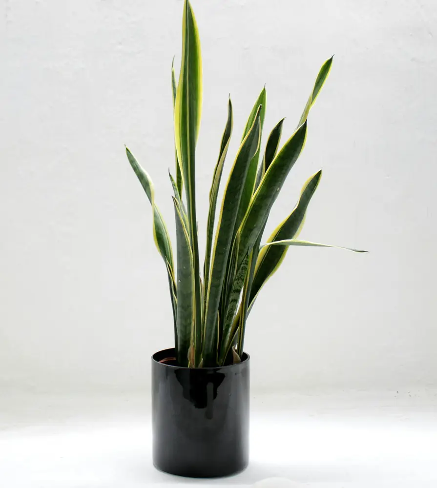 Snake Plant Care and Growing Guide