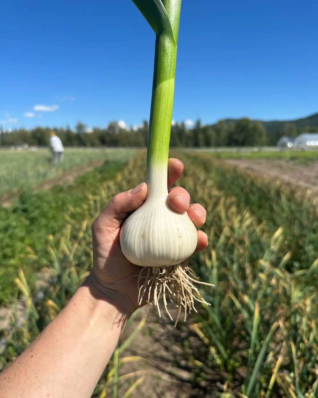 How To Grow Garlic