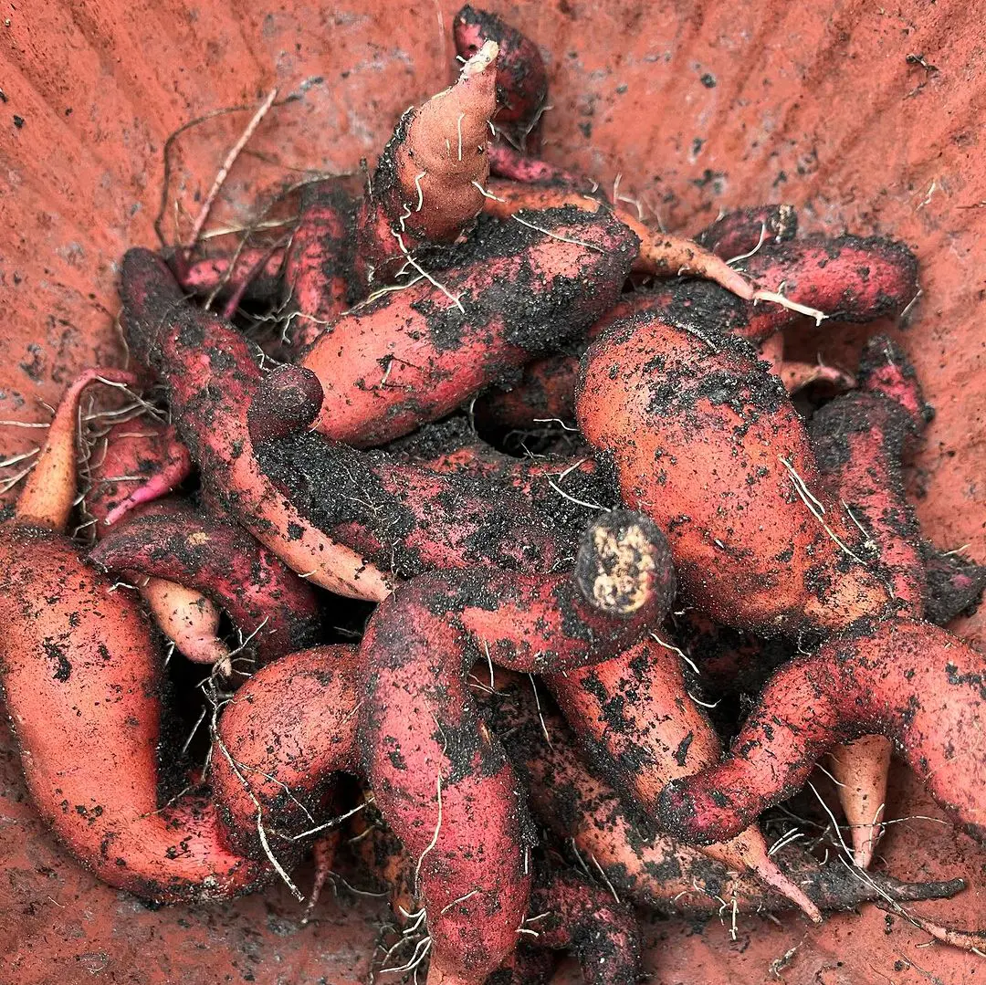 How To Grow Sweet Potatoes