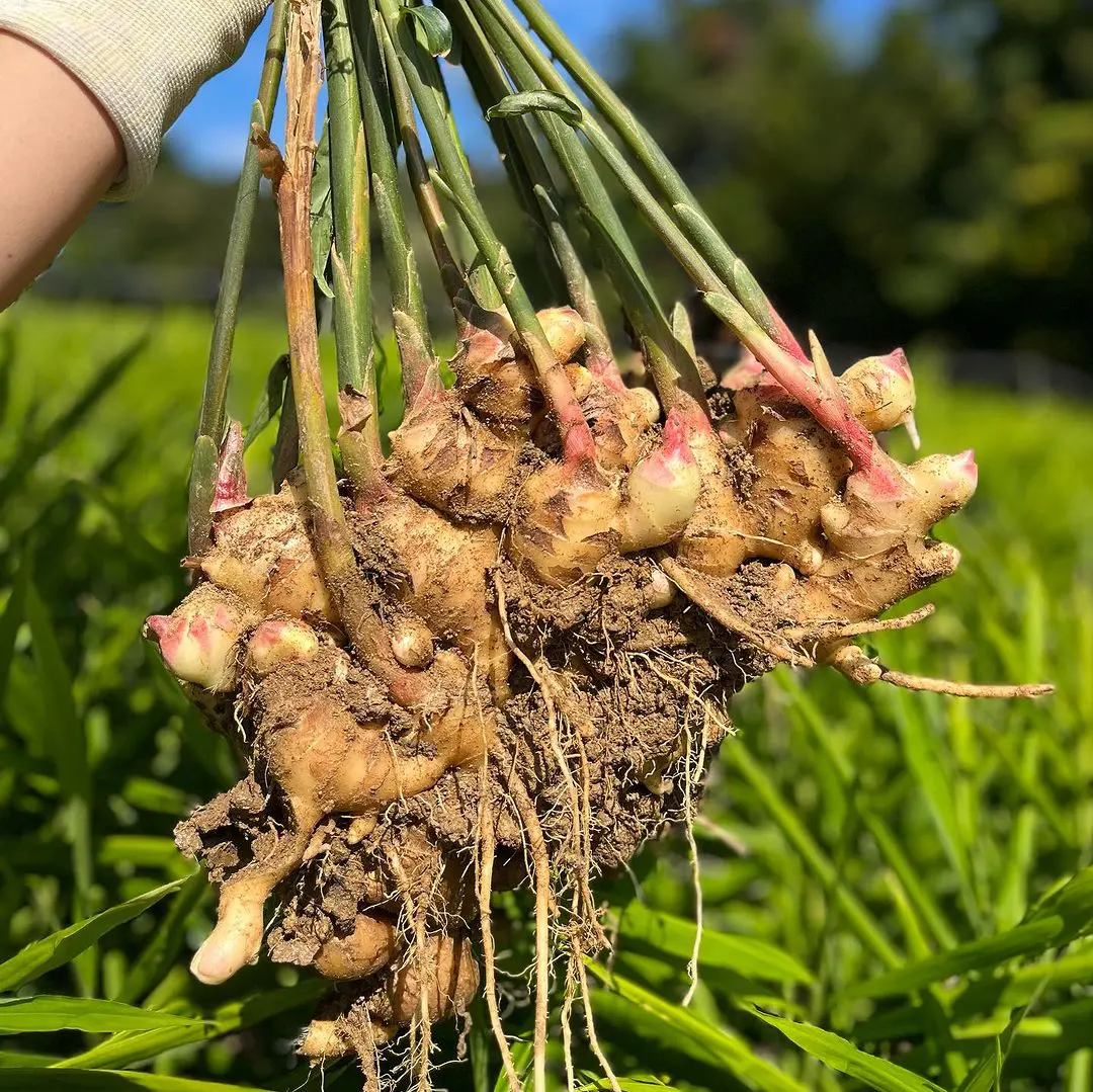 How To Grow Ginger: Easiest Planting Guide For Beginners