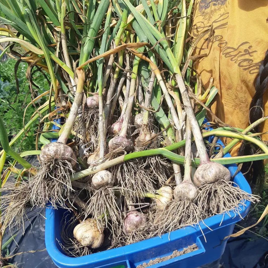 How To Store Garlic Properly