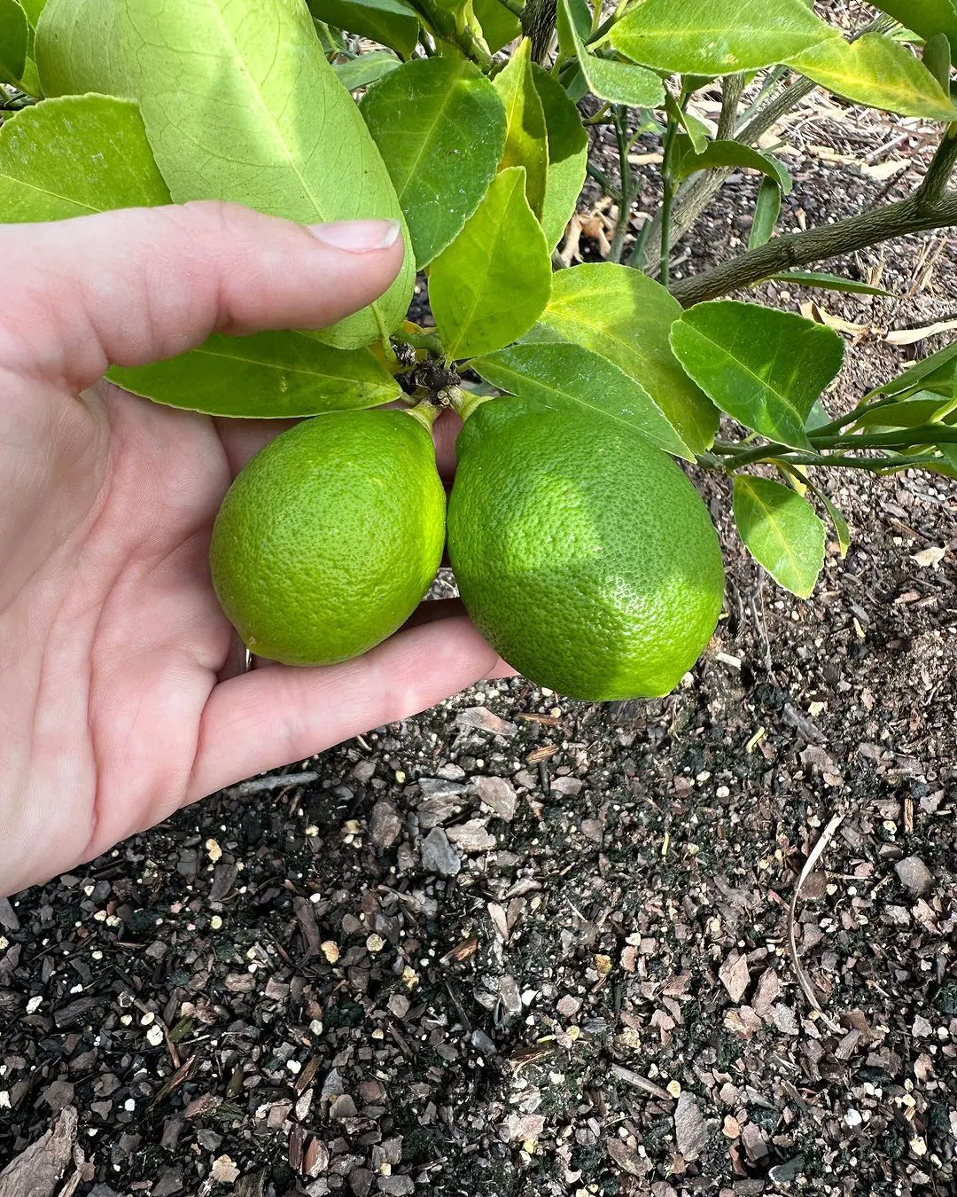 How To Grow Lemon From A Beginners Perspective