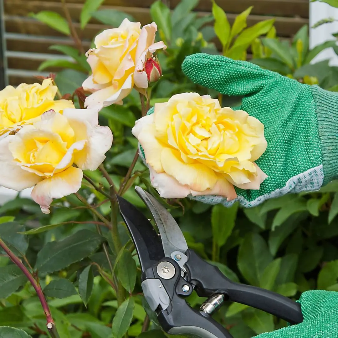 How To Prune Roses With These 10 Steps