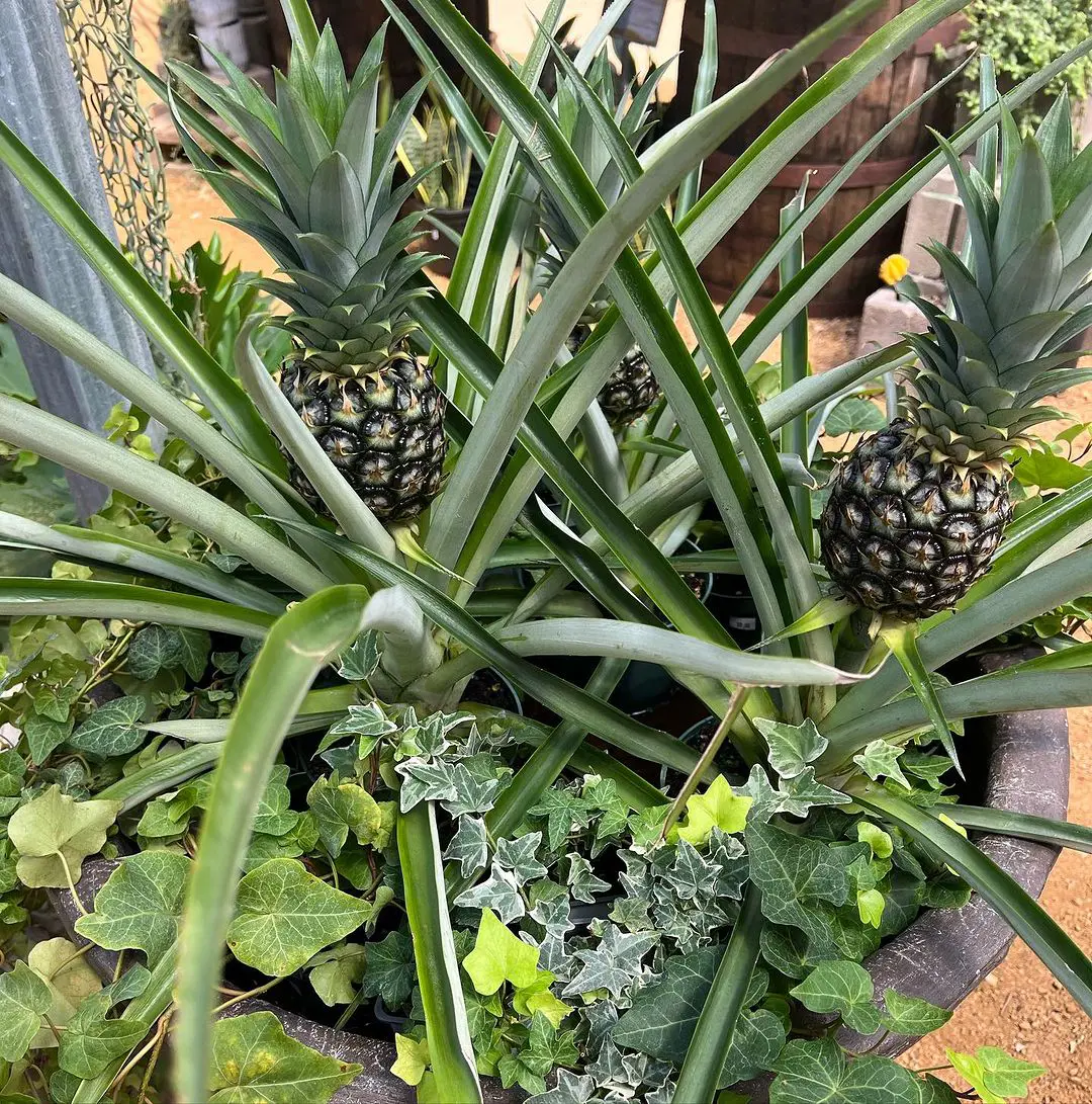 How To Grow Pineapple Starting From Basics