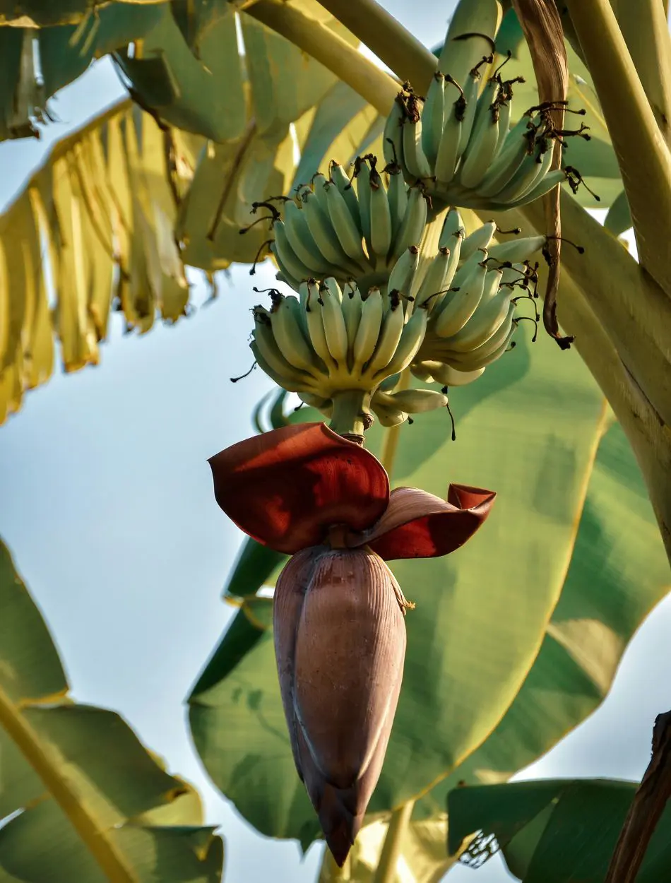 How To Grow Banana Tree From Scratch