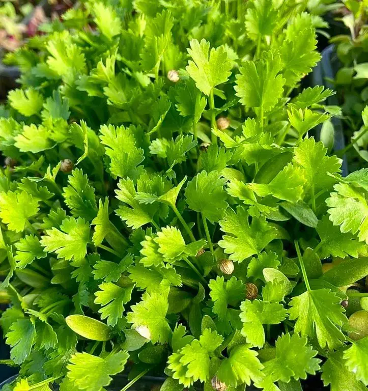 How To Store Cilantro Leaves