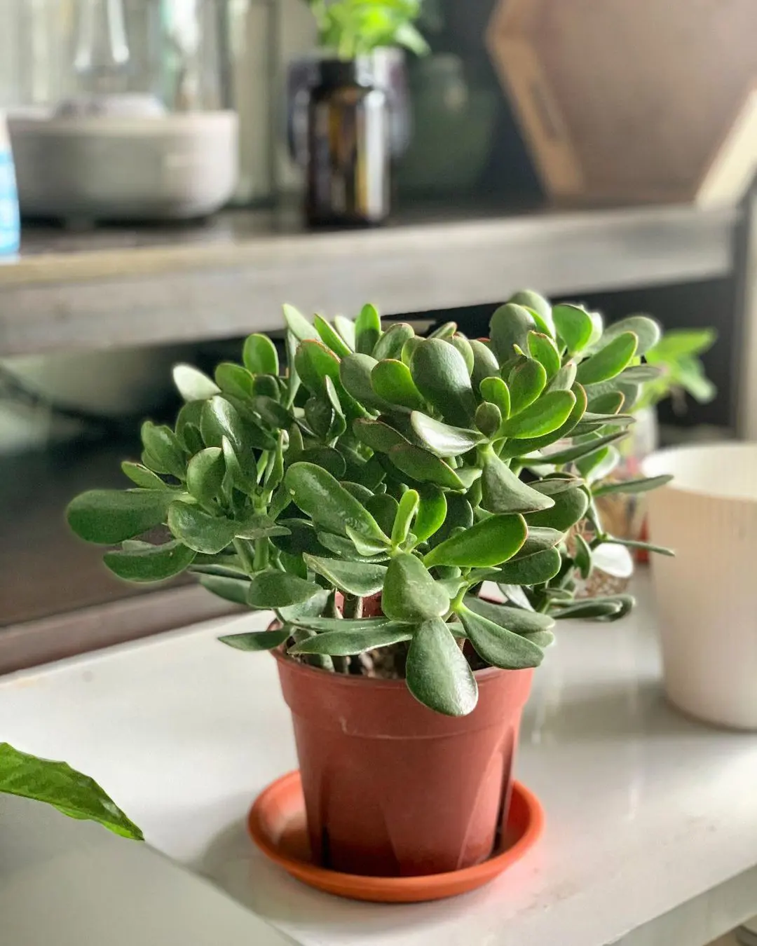 Jade Plant Care Tips and Growing Guide