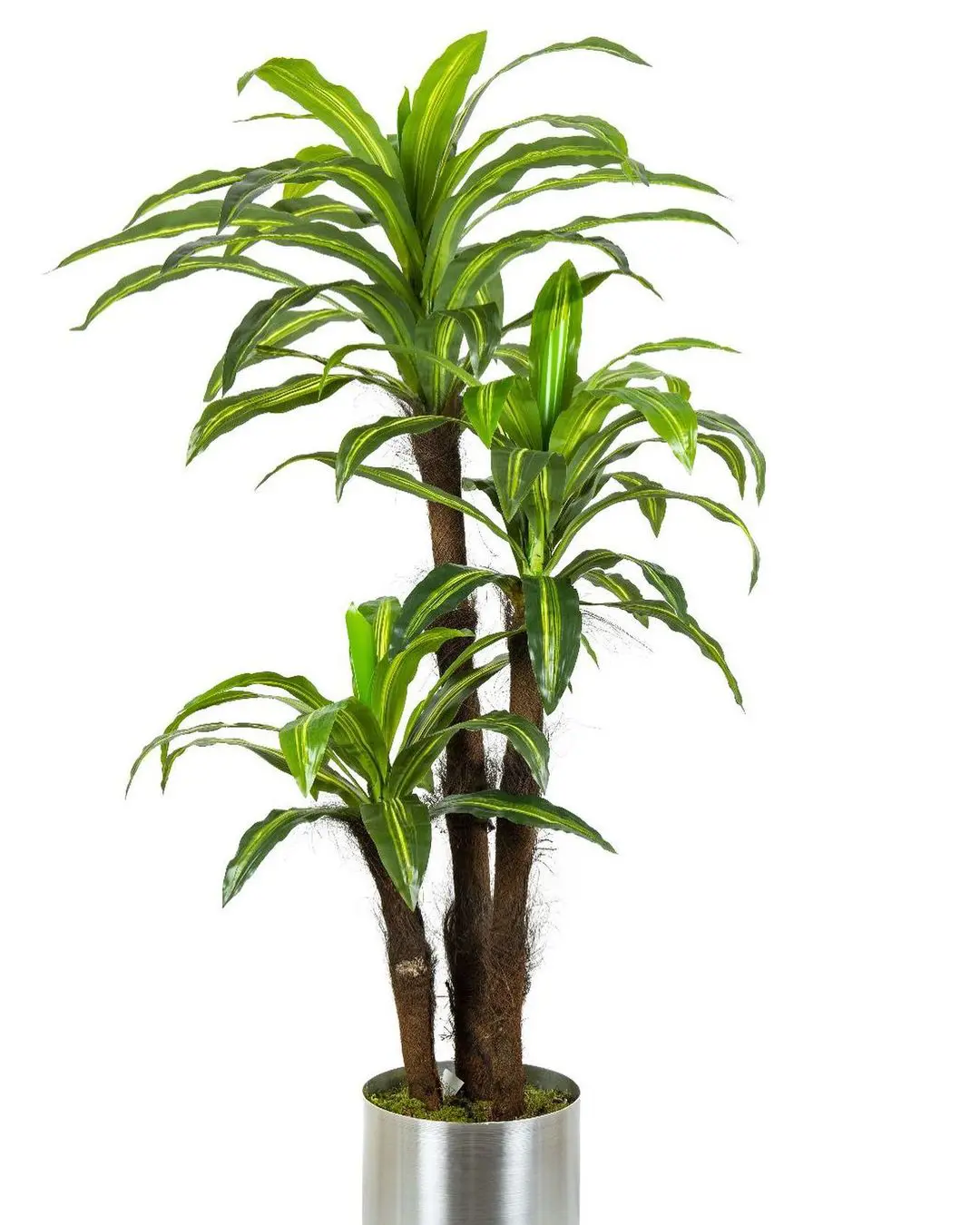 A Step-By-Step Guide To Corn Plant Care