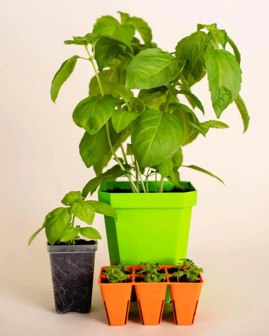 Basil Plant Care Tips With Fertilizing Guide