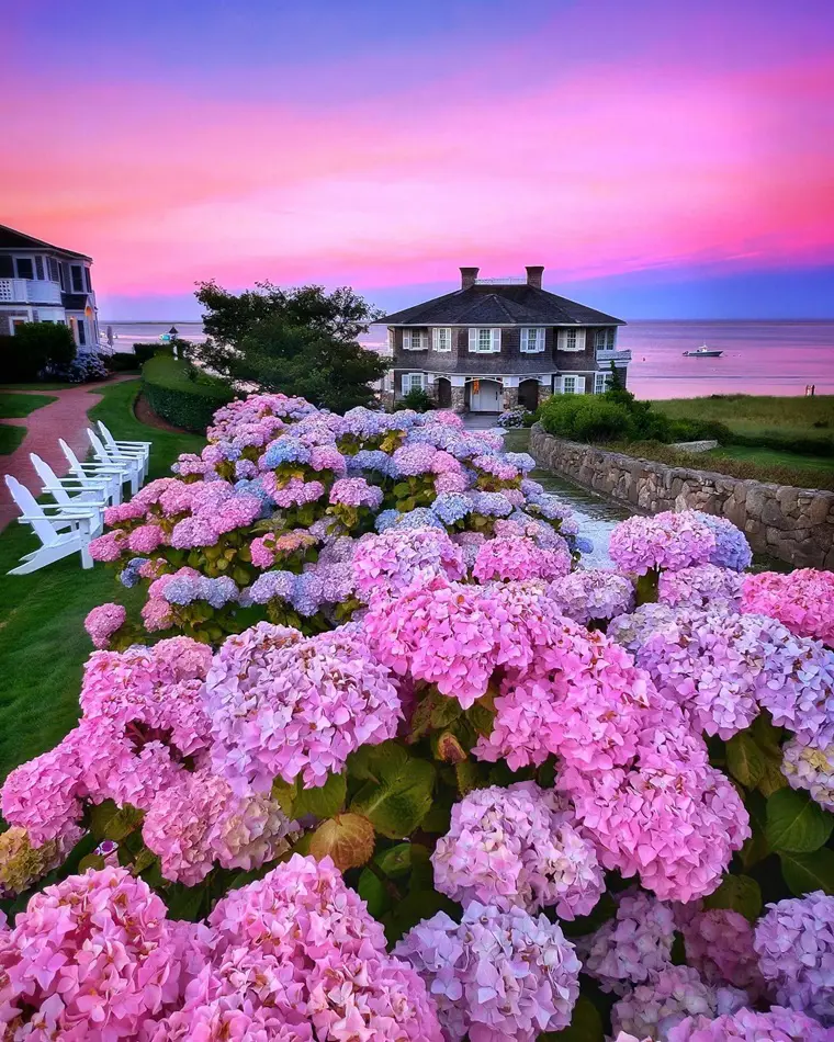 How To Prune Hydrangeas So That It Stays Healthy