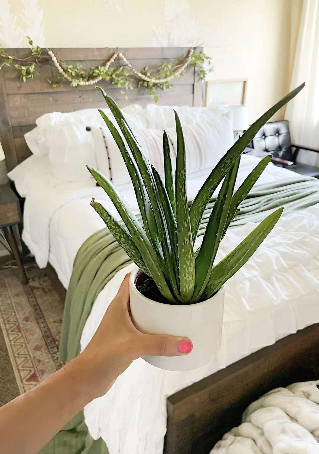 Aloe Vera Plant Care Tips For Indoors and Outdoors