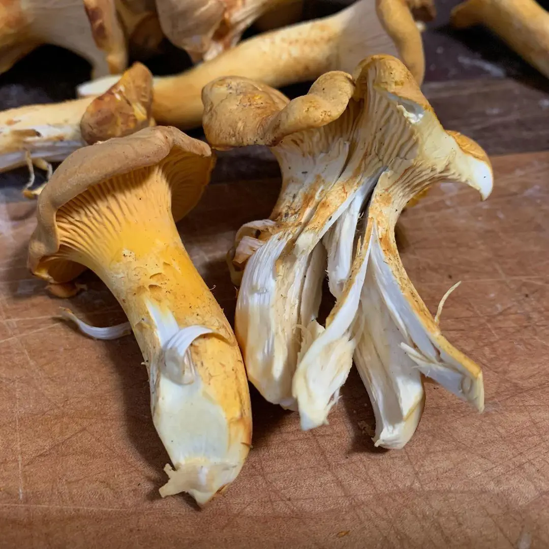 22 Types Of Mushrooms List With Pictures