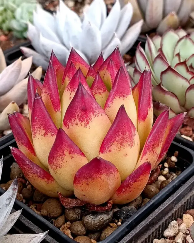 How To Care For Succulents
