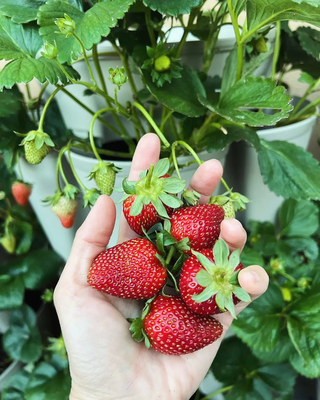 15 Savvy Tips To Grow Strawberries For Beginners