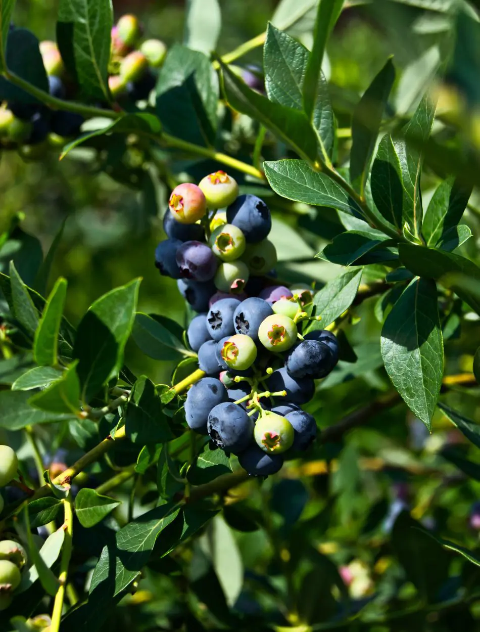 How To Grow Blueberries From Seed