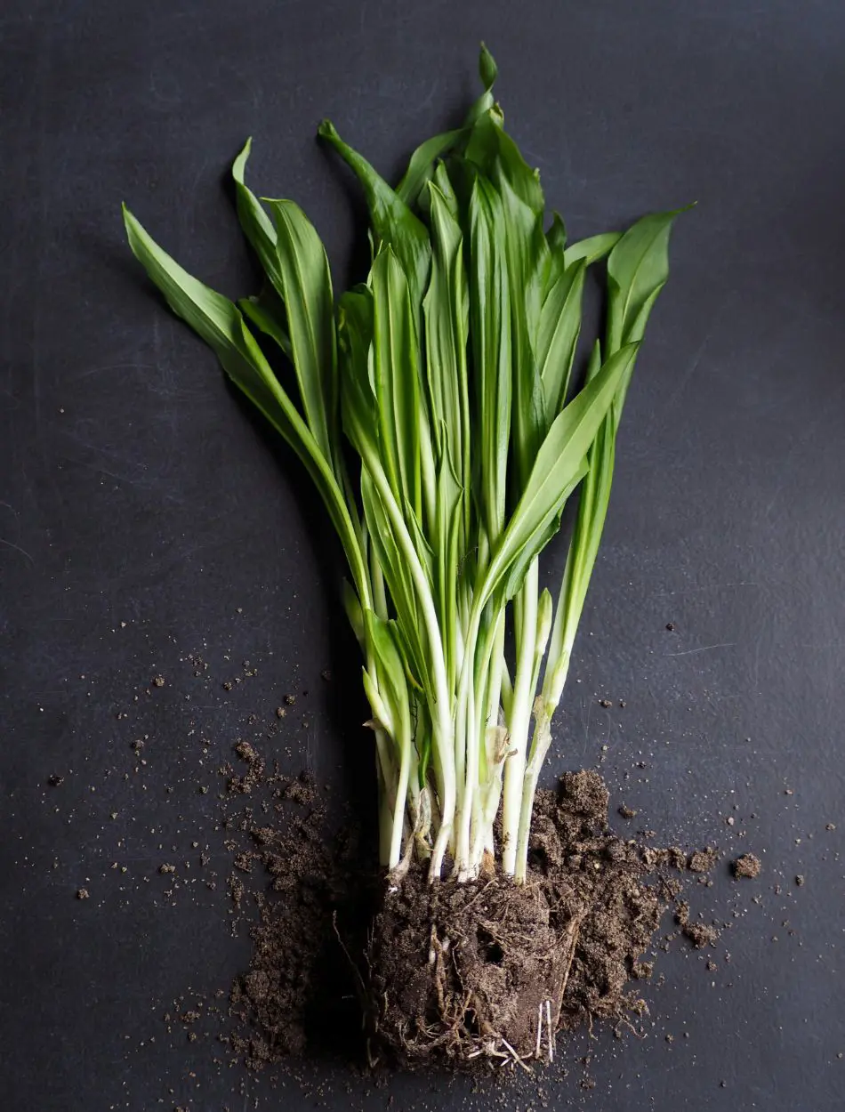 Sow, Grow, and Care: A Beginner's Guide to Green Onion Success