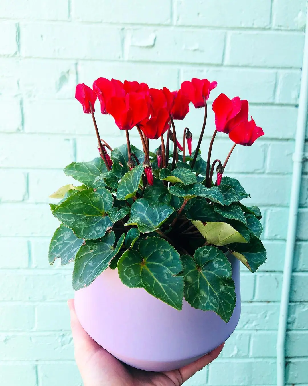 Cyclamen Plant Care: Growing, Watering and Fertilizing Guide