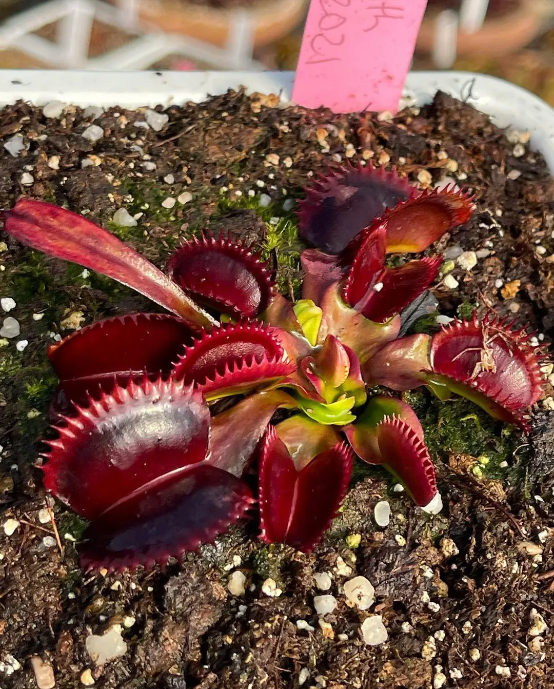 Venus Fly Trap Care Essentials for Thriving Plants