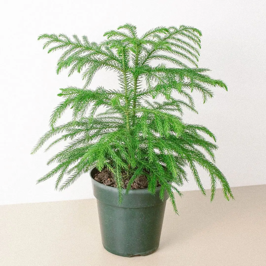 How To Grow And Care Norfolk Island Pine