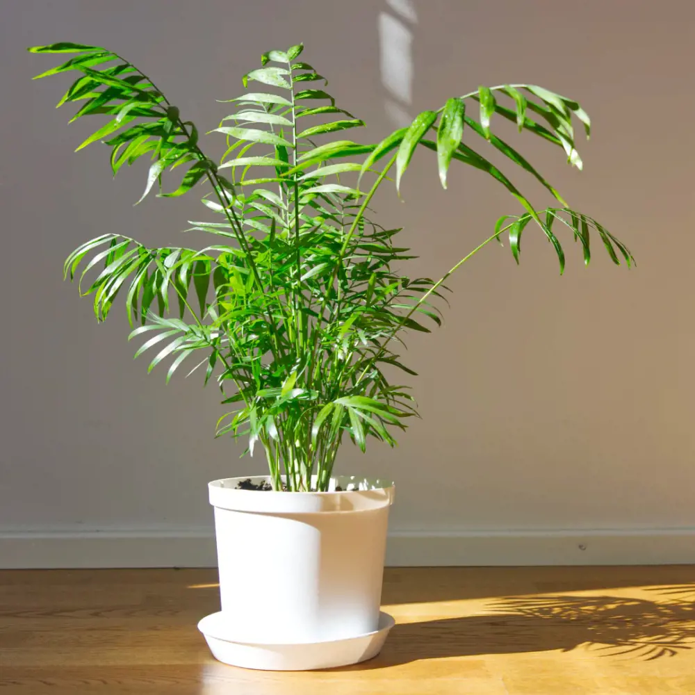 Parlor Palm Plant Care and Growing Guide