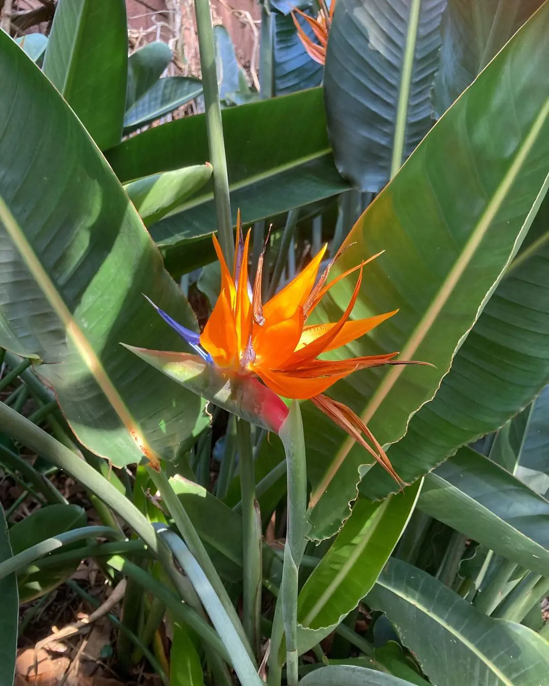 How To Care and Grow for Bird of Paradise Plant