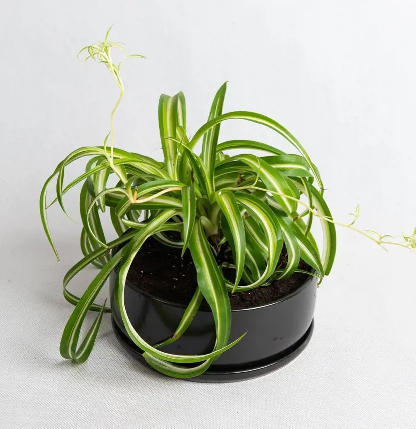 How To Propagate Spider Plant