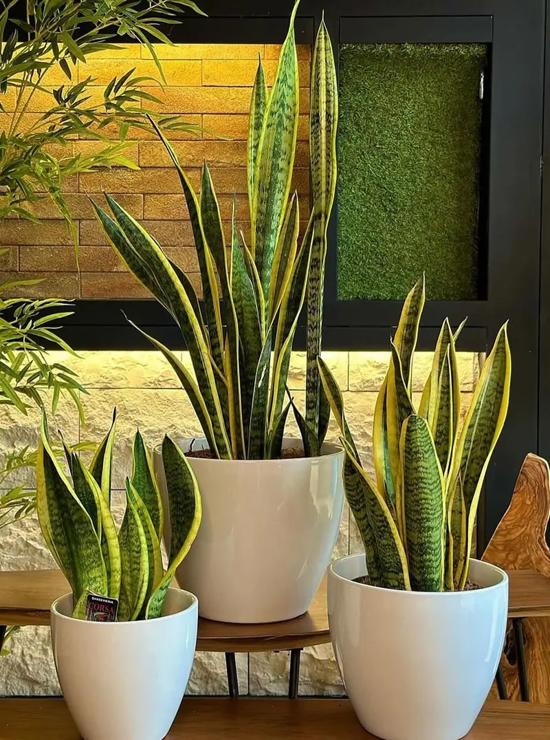 15 Snake Plant Benefits