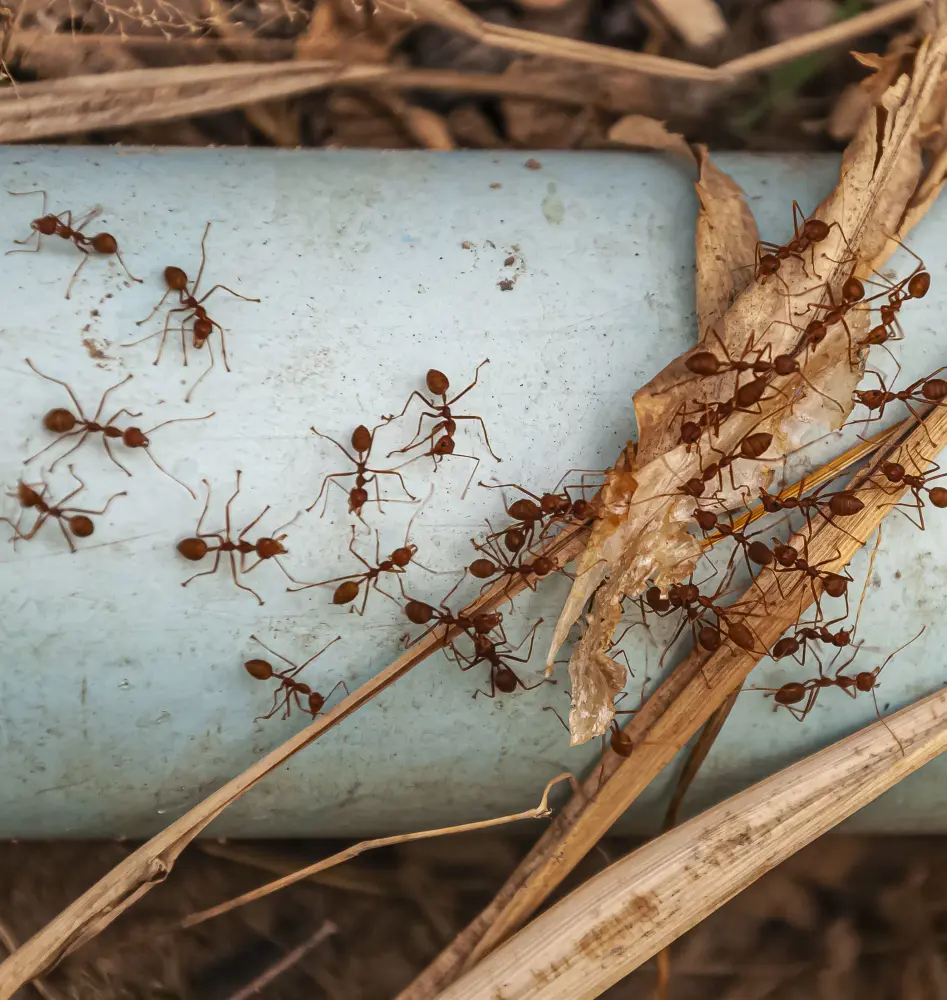 How To Get Rid Of Ants Naturally