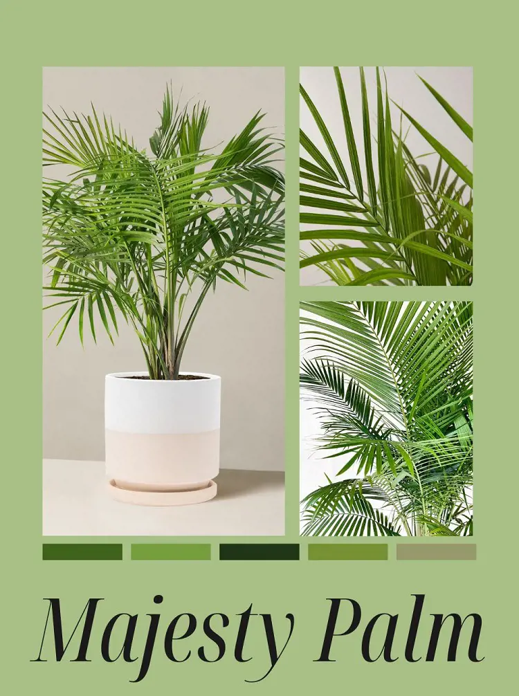 How To Plant, Grow and Care Majesty Palm