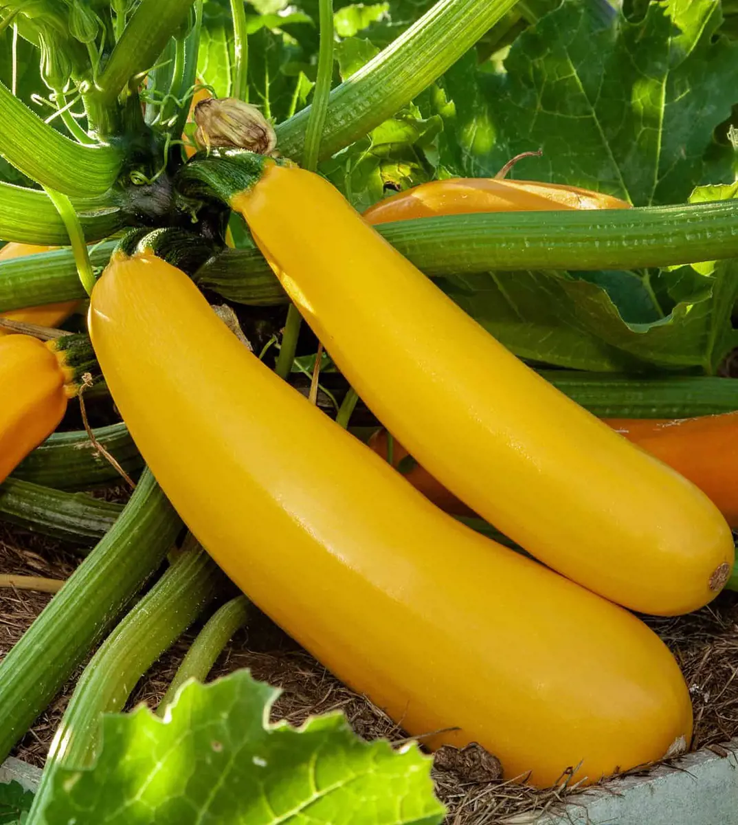 10 Best Companion Plants For Squash