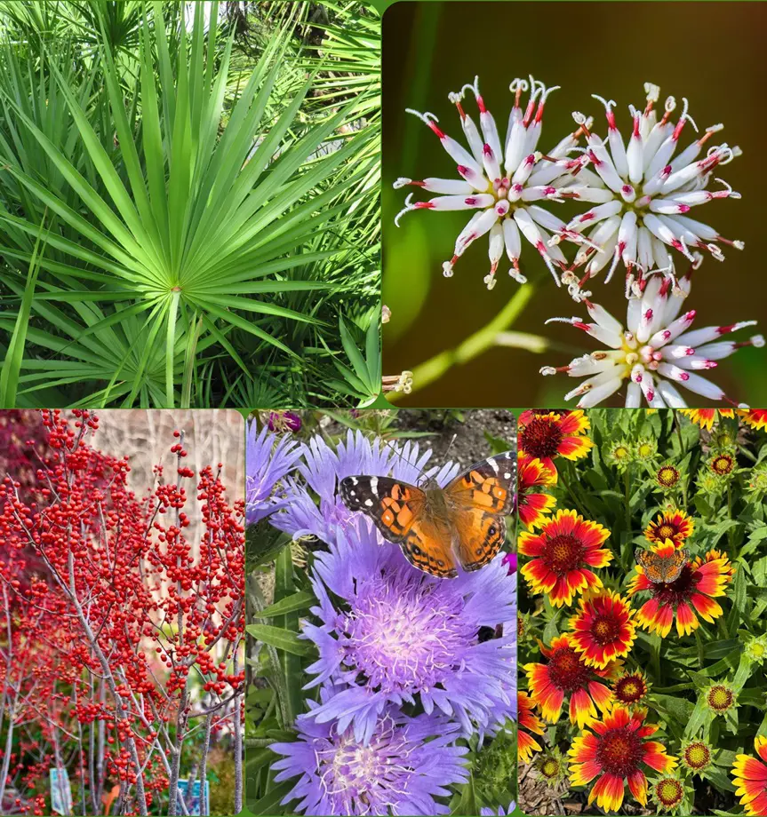 20 Best Plants To Grow In Florida