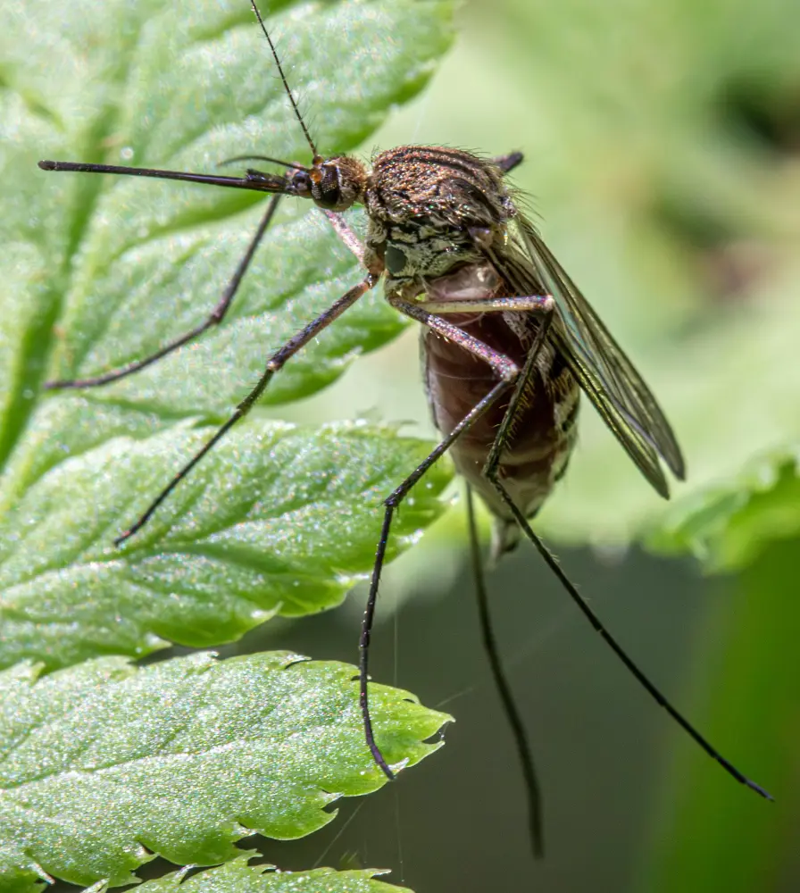 How To Get Rid Of Mosquitoes In Yard