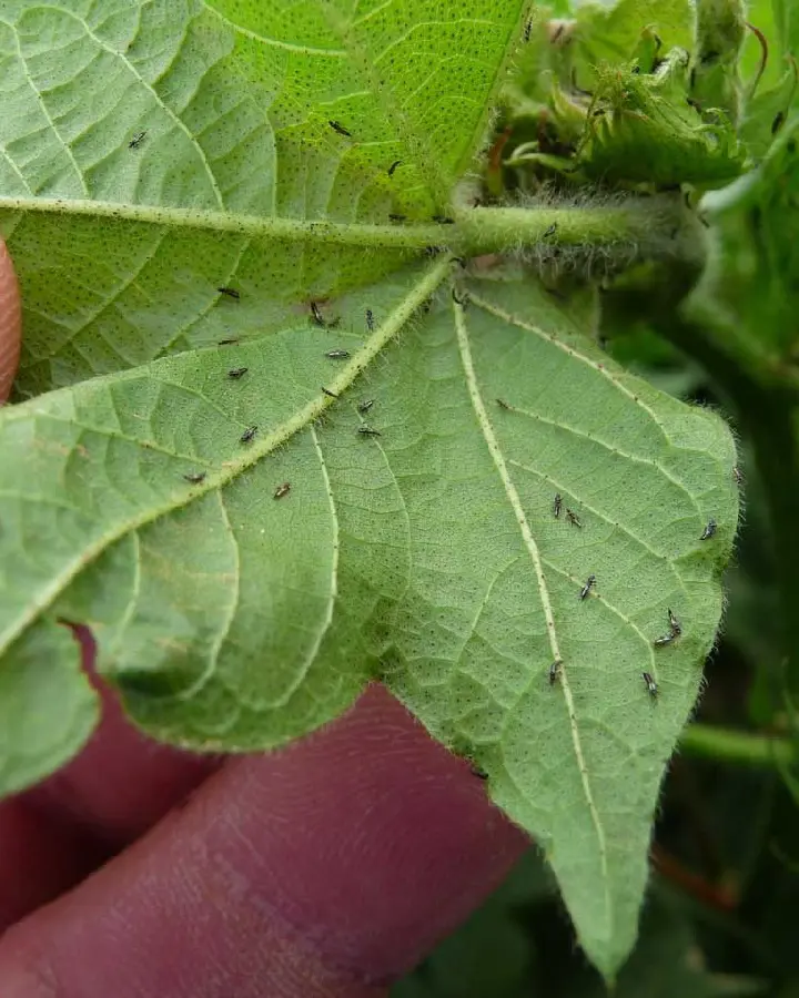 How To Identify And Rid Of Thrips On Plants