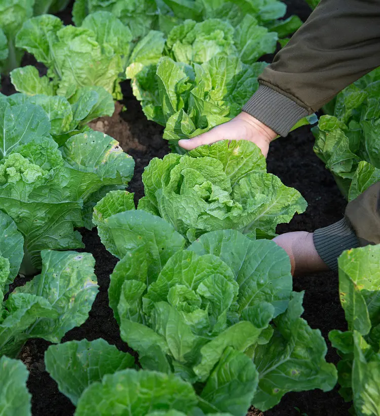 20 Best Lettuce Companion Plants To Grow Together