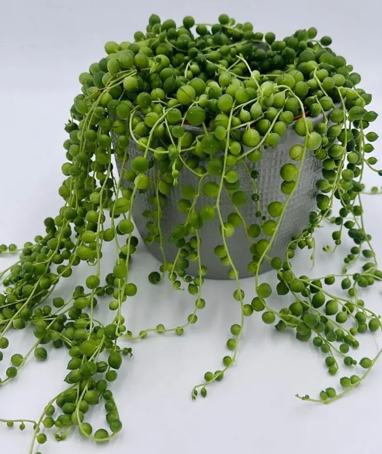 How To Propagate String Of Pearls