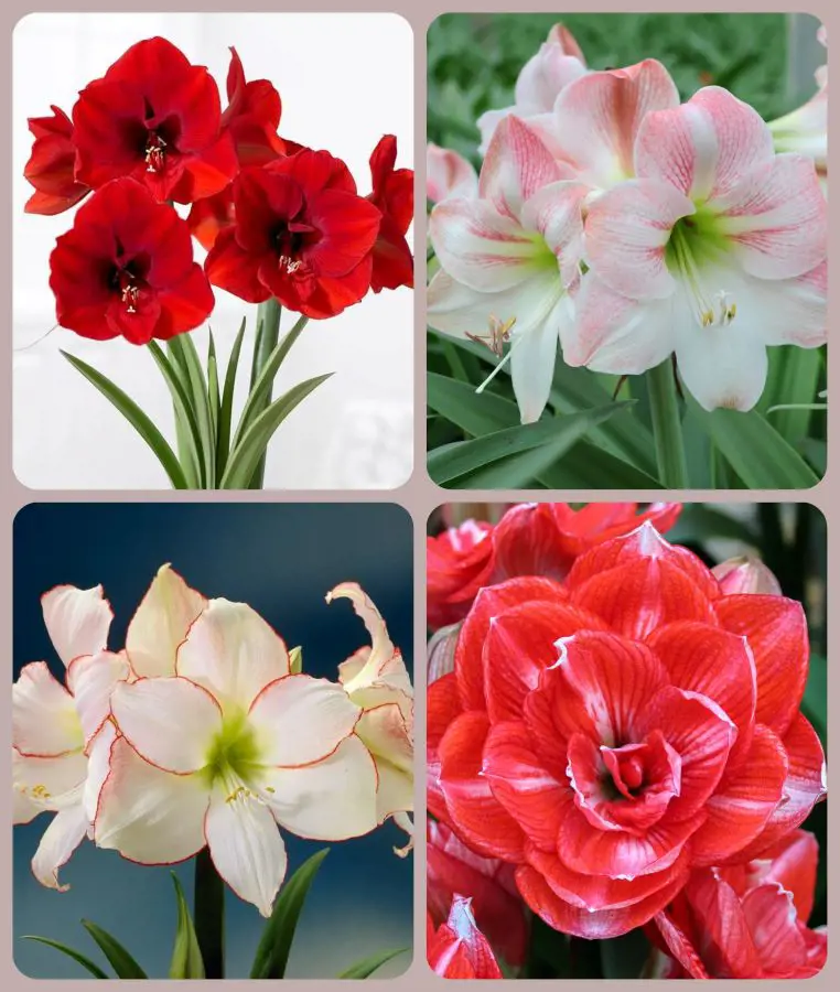 How To Care For An Amaryllis Plant: Before and After Blooming Ideas
