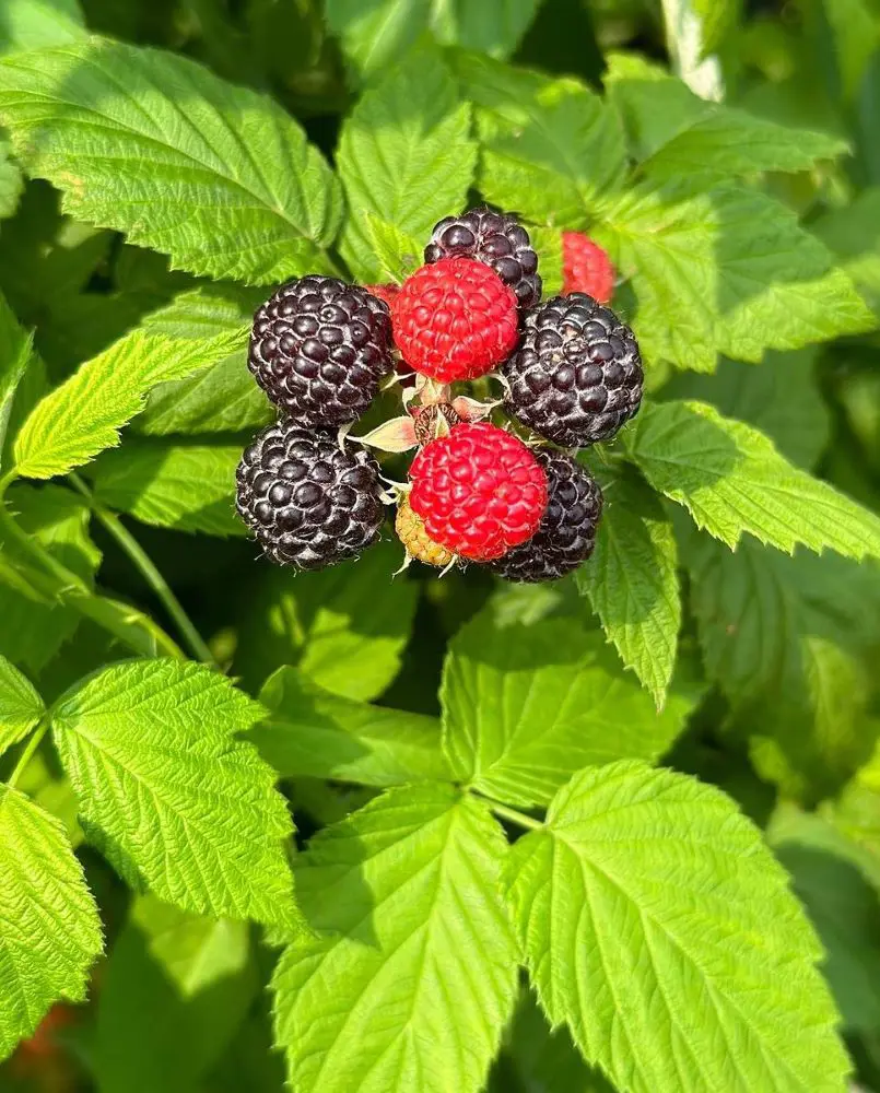 How To Plant And Grow Raspberries In Home