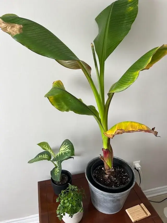 Banana Leaves Turning Yellow and Brown: How To Fix