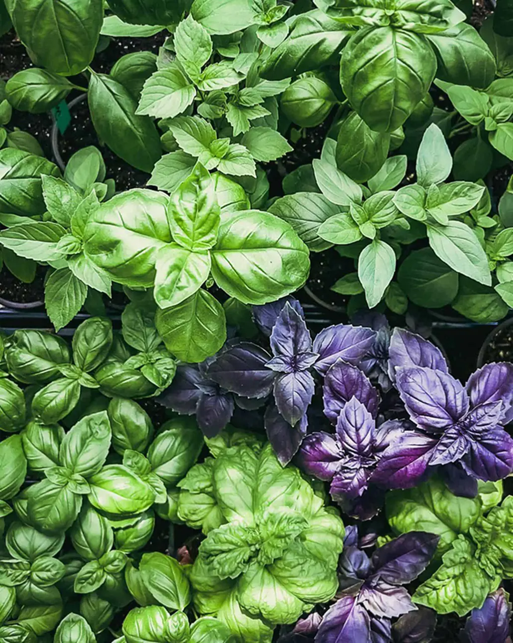 13 Ideal Basil Companion Plants For A Herb Garden