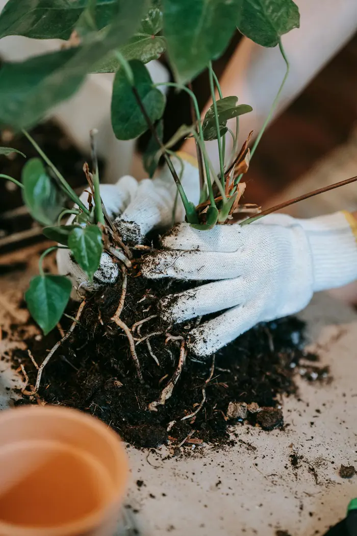 How To Propagate Plants From Beginners Perspective